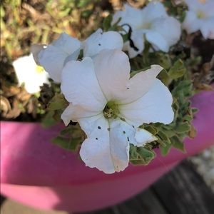 Meet your Posher, Courtney